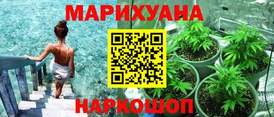сатива Кингисепп